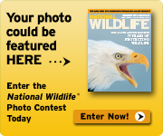 Last chance to enter the 2013 photo contest!
